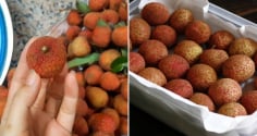 Bảo quản vải thiều theo cách này, để cả năm vẫn tươi ngon, không bị thâm vỏ