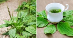 Loại lá đem đun nước uống giúp thải độc, mát gan