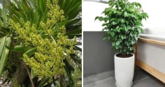 Nhà giàu rất thích trồng 3 loại cây này: Trồng 1 cây trong phòng khách vượng khí dâng cao, tài lộc đổ về