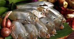 Thấy 7 loại cá này ở chợ phải mua ngay: Dinh dưỡng ngang nhân sâm, rẻ hơn tổ yến, lại không hóa chất