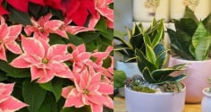 Trồng 5 Loại Cây Này Trước Nhà: rước Tài Lộc, đẹp cửa nhà, lại là 'Thần Dược' cho làn da