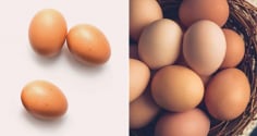 Vì sao quả trứng luôn có một đầu to và một đầu nhỏ?