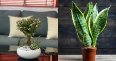3 loại cây đặt phòng khách giúp gia chủ hút lộc tiền vào như nước, nghèo đến mấy cũng nên trồng 1 chậu