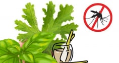  Cách đuổi muỗi tự nhiên không cần phun xịt hóa chất: An toàn – Hiệu quả – Thân thiện môi trường