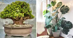 Người xưa dặn: “Lá nhỏ đón tài, lá to rước lộc”: 5 loại cây cảnh lá mang cát khí nhàn nào cũng nên trồng