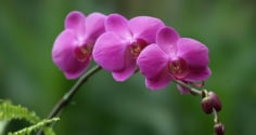 Những ý nghĩa đặc biệt của hoa phong lan màu tím không phải ai cũng biết