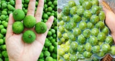 Sấu mua về đừng bỏ ngay vào tủ lạnh, làm theo cách này, để cả năm vẫn tươi ngon