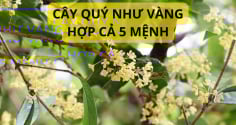 Trồng cây mộc hương trước nhà mang lại ý nghĩa phong thủy và công dụng gì?