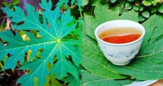 Uống nước lá đu đủ trị bệnh gì?
