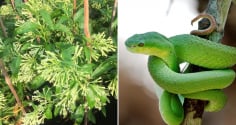 4 loại cây quen thuộc thu hút rắn, tránh trồng quanh nhà