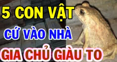 5 con vật vào nhà mang theo Tài Lộc: Bước vào nhà nào nhà đó giàu có, đó là con gì?