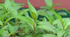 6 loại rau thơm quen thuộc hàng ngày này, có các thành phần chữa bệnh rất tốt mà không phải ai cũng biết