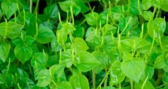 Loại rau mọc dại mang tên động vật, giàu canxi và cực kỳ bổ dưỡng