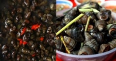 Mẹo ngâm ốc nhanh nhả sạch nhớt, bẩn, không tanh