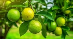 Tổ tiên dạy: Trong nhà có 2 loại cây này, không giàu cũng gặp phúc lộc đầy nhà – Ai cũng nên trồng