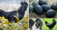 Anh nông dân Việt nuôi giống gà đen như than, trứng bán giá 1 triệu/quả vẫn liên tục cháy hàng