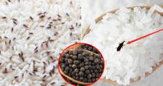 Bỏ thứ này vào thùng gạo, mọt không bao giờ xuất hiện