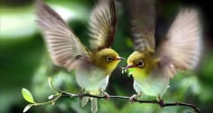 Người sinh vào 5 ngày Âm lịch này, như rượu lâu năm, trước nghèo sau giàu, tuổi cao vận may lớn