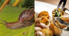 Ốc sên hoa – Đặc sản từng bị nhiều người sợ “khiếp vía”, giờ gây sốt với giá chỉ 120.000 đồng/kg
