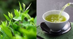 1 loại lá trồng đầy vườn quê được ví như 'nhân sâm người nghèo' là 'kè thù' của ung thư