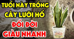 3 tuổi trồng lưỡi hổ Tiền - Tài kéo về, 2 tuổi đại kị trồng là mất Lộc