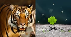 3 con giáp phá bế tắc: Tháng 7 tài vận tụ lại, tháng 8 lương thưởng tang, tháng 9 đỉnh cao viên mãn