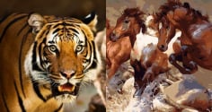 4 con giáp từ tay trắng đến đầy túi tiền, nỗ lực làm giàu không áp lực