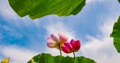 4 dấu hiệu cho thấy một gia đình sắp 'đổi vận': Nắm bắt đúng lúc, phúc khí tự đến