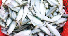 Loại cá Việt rẻ bèo được Mỹ ca tụng là ‘kho báu dinh dưỡng’ – Tốt hơn cả sâm nhung, bán đầy chợ