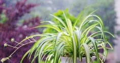 Phòng ngủ trồng 5 loại cây này tốt cho sức khỏe, đón tài lộc, tăng thêm vượng khí