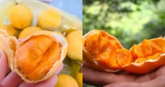 Quả gùi – “viên ngọc thô” từ rừng sâu An Giang bỗng trở thành đặc sản gây sốt phố thị