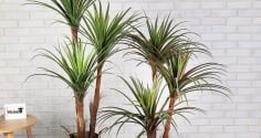 5 loại cây cảnh phong thủy mang đến nguồn năng lượng tích cực, sự thịnh vượng, an khang cho gia chủ