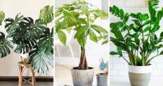 5 loại cây 'giữ của, chiêu tài' 10 nhà trồng thì 9 nhà giàu: Nhà bạn có không?