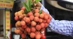 5 nhóm người không nên ăn quả vải