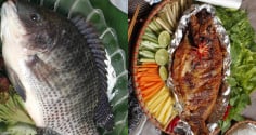 Cá rô phi – “gà nước” bình dân mà bổ xương khớp chẳng thua gì thuốc