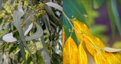 Cây này trồng nhiều ở Việt Nam, chúng có  chứa vàng thật trong lá