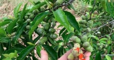 Loại gia vị 'vàng ròng' ở Việt Nam, từng có giá 600.000 đồng/kg, nhà nào cũng nên có