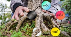 Người giàu thích trồng 5 cây này hơn hoa, có 1 cây thôi cả nhà hưởng phúc