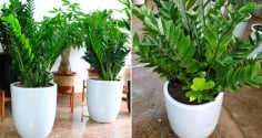 Trong nhà đặt cây kim tiền ở vị trí này là tốt nhất, chỉ cần 1 là tài lộc đến ào ào