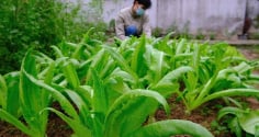1 Nắm rau này bằng 3 tô canh xương, nấu lên thơm lừng cả bếp
