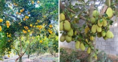 4 loại cây phong thủy 'hút lộc' tromg sân: Cây còn tài lộc còn, chặt mất là dại