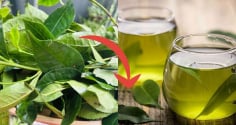 Mẹo pha trà tươi: Nước xanh, không chát, để lâu không bị đỏ nước