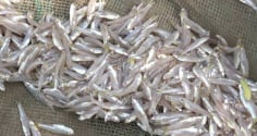 6 loại cá tự nhiên giá rẻ bổ dưỡng như nhân sâm, tổ yến: Gặp là mua ngay kẻo hết