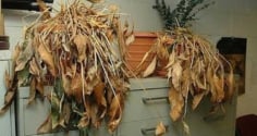 7 thứ tưởng không quan trọng, thường bị ngó lo, nhưng lại cản trở tài lộc của bạn và gia đình