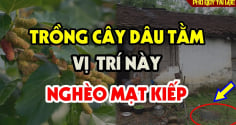 Cây âm mọc trước cửa, cây càng xanh tốt người càng khánh kiệt, là cây gì?
