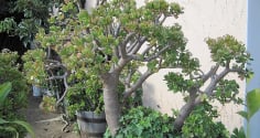 Nhiều gia đình giàu có rất thích trồng 1 cây cảnh này trong nhà để làm 'vật gia bảo', trấn ải trong phòng khách