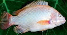 Gặp 6 loại cá này ở chợ phải mua ngay: Cá tự nhiên giá rẻ, bổ hơn cả tổ yến nhân sâm