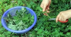 Ngải cứu không chỉ là rau mà còn là thuốc: 4 cách dùng ngải cứu tốt cho sức khỏe