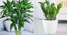 Đặt 4 loại cây phong thủy này trong phòng khách, gia chủ vận đỏ như son, tiền vào như nước