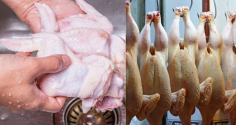 Nhiều người đang rửa thịt gà theo cách này, một sai lầm tai hại mà ít người chú ý